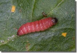 Attēlu rezultāti vaicājumam “Grapholita funebrana larva”