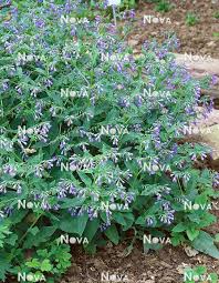 Image result for Symphytum officinale