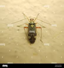 Attēlu rezultāti vaicājumam “Rhabdomiris striatellus”