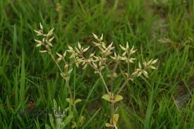 Attēlu rezultāti vaicājumam “Cerastium holosteoides fruit”
