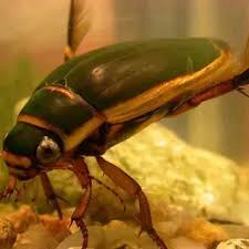 Attēlu rezultāti vaicājumam “Dytiscidae”