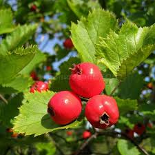 Attēlu rezultāti vaicājumam “Crataegus submollis”