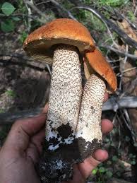 Attēlu rezultāti vaicājumam “Leccinum melaneum”