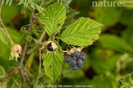 Attēlu rezultāti vaicājumam “Rubus caesius fruit”