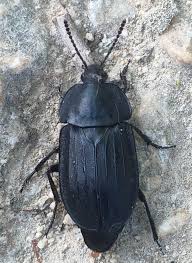 Attēlu rezultāti vaicājumam “Silpha sp.”