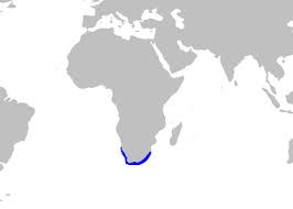 Image result for Mustelus palumbes