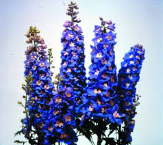 Attēlu rezultāti vaicājumam “Delphinium elatum”