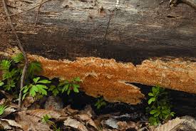 Attēlu rezultāti vaicājumam “Asterodon ferruginosus”