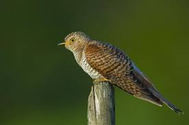 Attēlu rezultāti vaicājumam “Cuculus canorus”