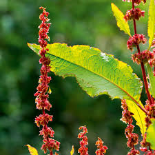 Attēlu rezultāti vaicājumam “Rumex obtusifolius flower”