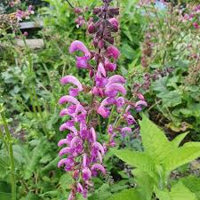 Image result for Salvia pratensis `Rose Rhapsody