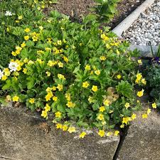 Attēlu rezultāti vaicājumam “Waldsteinia geoides”