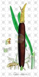 Attēlu rezultāti vaicājumam “Typha latifolia fruit”