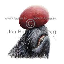 Image result for Cystophora cristata