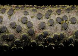 Attēlu rezultāti vaicājumam “Diatrype disciformis”