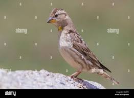 Image result for Petronia petronia