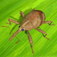 Attēlu rezultāti vaicājumam “Anthonomus pomorum”