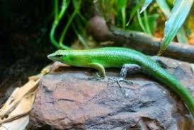 Risultati immagini per dasia smaragdina