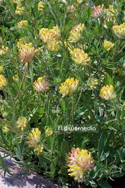 Image result for Anthyllis vulneraria