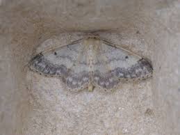 Attēlu rezultāti vaicājumam “Idaea biselata”