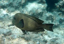 Image result for Ctenochaetus hawaiiensis