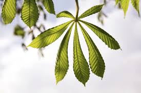 Attēlu rezultāti vaicājumam “Aesculus hippocastanum leaf”