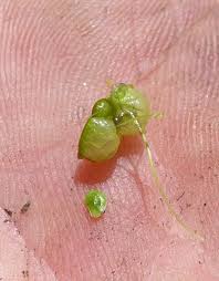 Attēlu rezultāti vaicājumam “Lemna gibba”