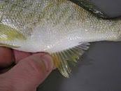 Image result for Leiostomus xanthurus