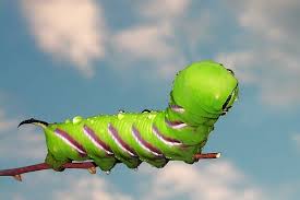 Attēlu rezultāti vaicājumam “Sphinx ligustri larva”