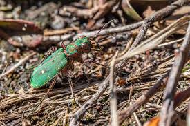 Attēlu rezultāti vaicājumam “Cicindela campestris”
