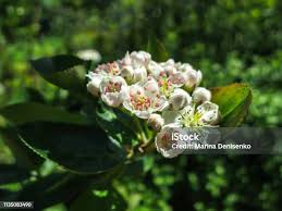 Attēlu rezultāti vaicājumam “Crataegus submollis”