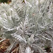 Image result for Chrysanthemum ptarmiciflorum