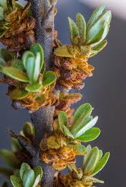 Attēlu rezultāti vaicājumam “Hippophae rhamnoides male flower”