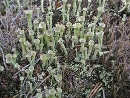 Attēlu rezultāti vaicājumam “Cladonia deformis”