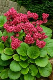 Image result for Bergenie