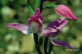 Attēlu rezultāti vaicājumam “Cephalanthera rubra leaf”
