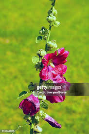 Image result for Malve