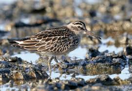 Attēlu rezultāti vaicājumam “Calidris falcinellus”