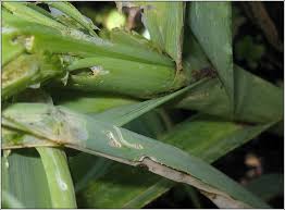 Attēlu rezultāti vaicājumam “Acrolepiopsis assectella”