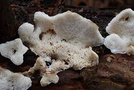 Attēlu rezultāti vaicājumam “Postia leucomallella”