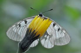 Attēlu rezultāti vaicājumam “Parnassius mnemosyne underside”