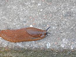 Attēlu rezultāti vaicājumam “Arion lusitanicus”