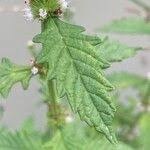 Attēlu rezultāti vaicājumam “Lycopus europaeus”