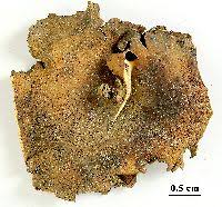 Attēlu rezultāti vaicājumam “Dermatocarpon miniatum”