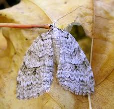 Attēlu rezultāti vaicājumam “Epirrita sp.”