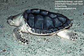 Image result for Lepidochelys kempii