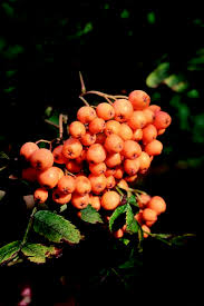 Attēlu rezultāti vaicājumam “Sorbus aucuparia fruit”