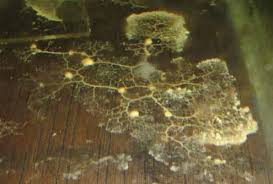 Attēlu rezultāti vaicājumam “Badhamia lilacina plasmodium”