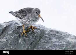 Attēlu rezultāti vaicājumam “Calidris maritima adult”
