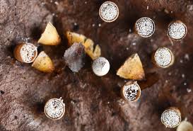 Attēlu rezultāti vaicājumam “Craterium aureonucleatum”